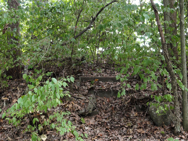 cedarsteps.jpg