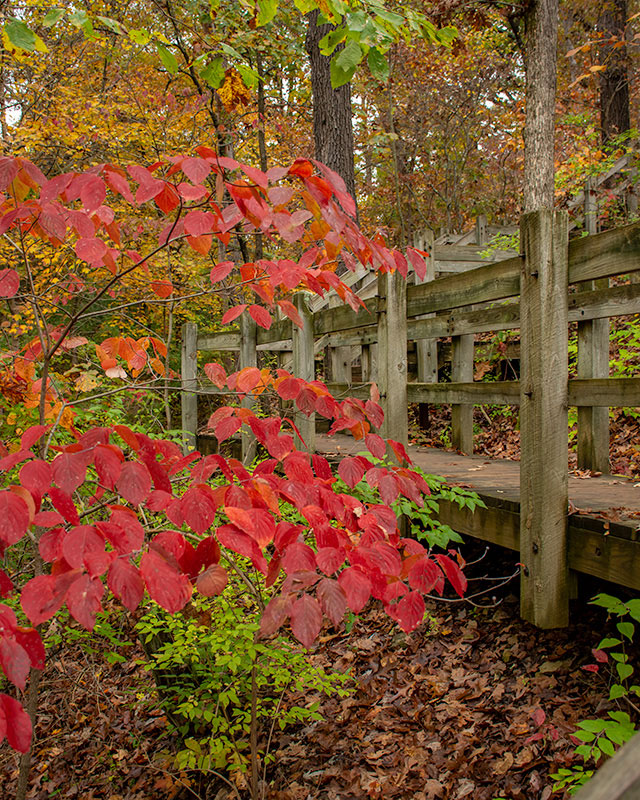 Fall_Colors_1660.jpg