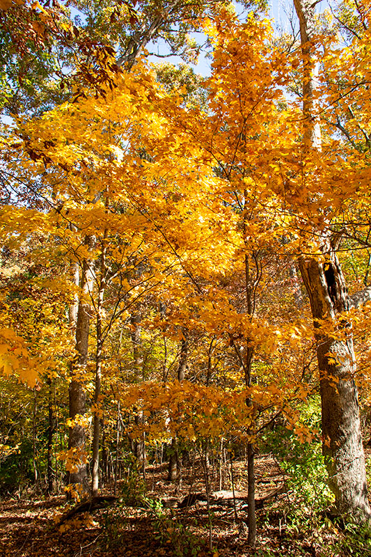 Fall_Colors_1700.jpg