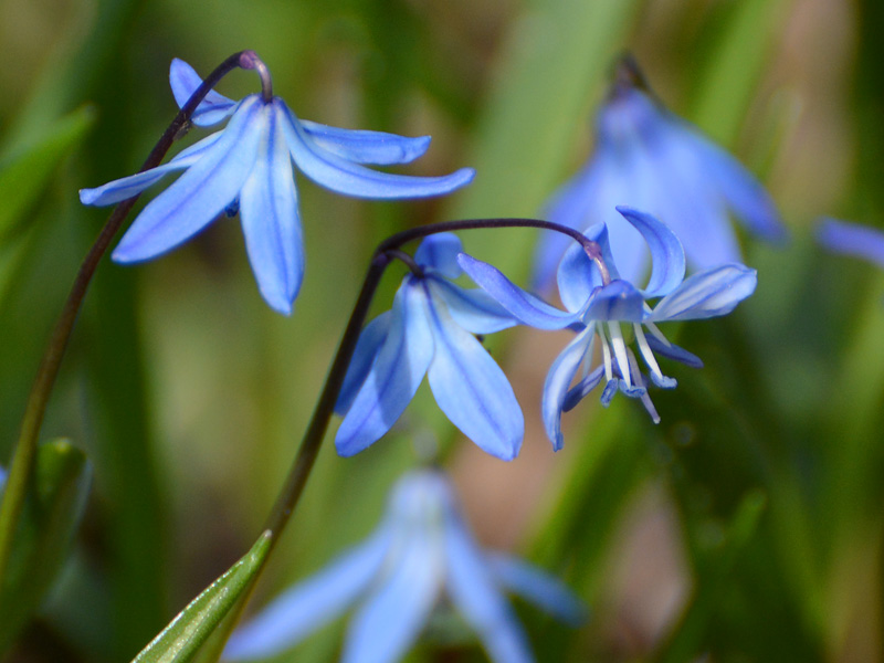 BlueWildFlowers.jpg