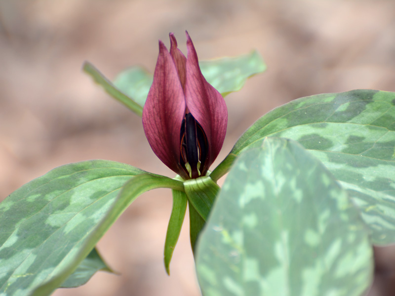 WildFlower.jpg