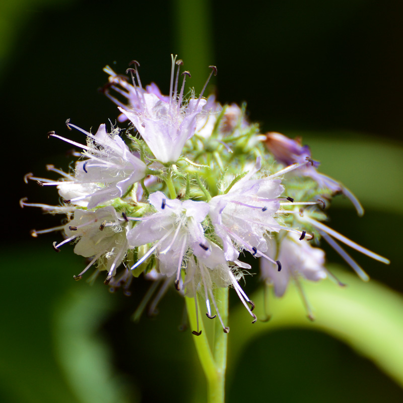 Wild_Flower.jpg