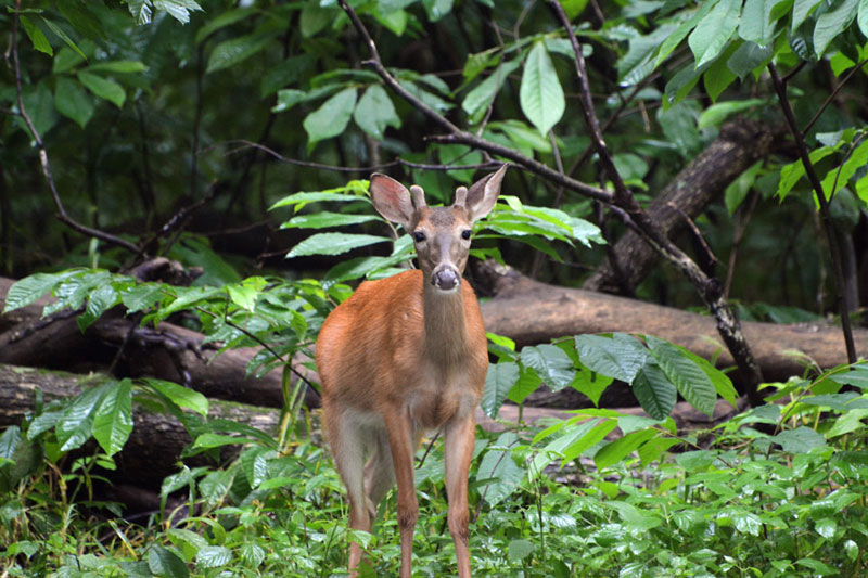 Park_Deer.jpg