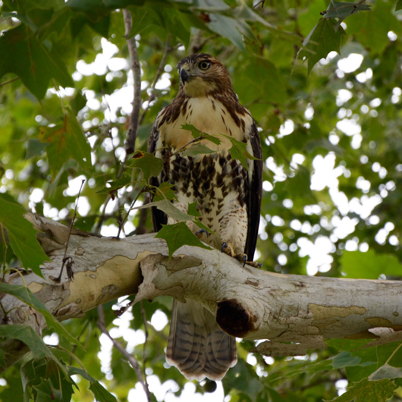 Castlewood_Hawk.jpg
